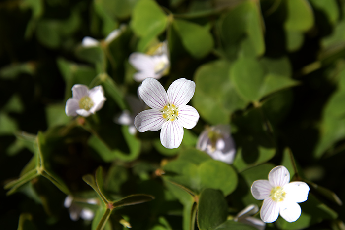 Copy-of-Oxalis-Oregana-Redwood-Sorrel