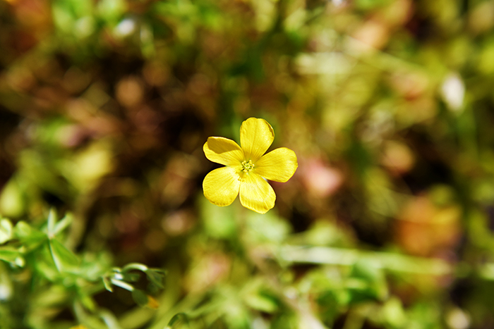 Copy-of-Oxalis-Stricta-Common-Yellow-Wood-Sorrel