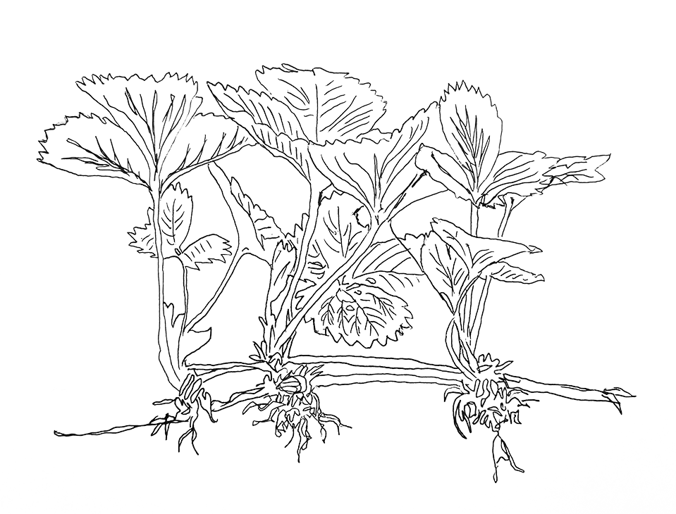 black and white line drawing of a stolon