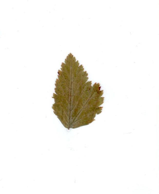 Leaf from Stanley Park (Fieldwork Session #1)