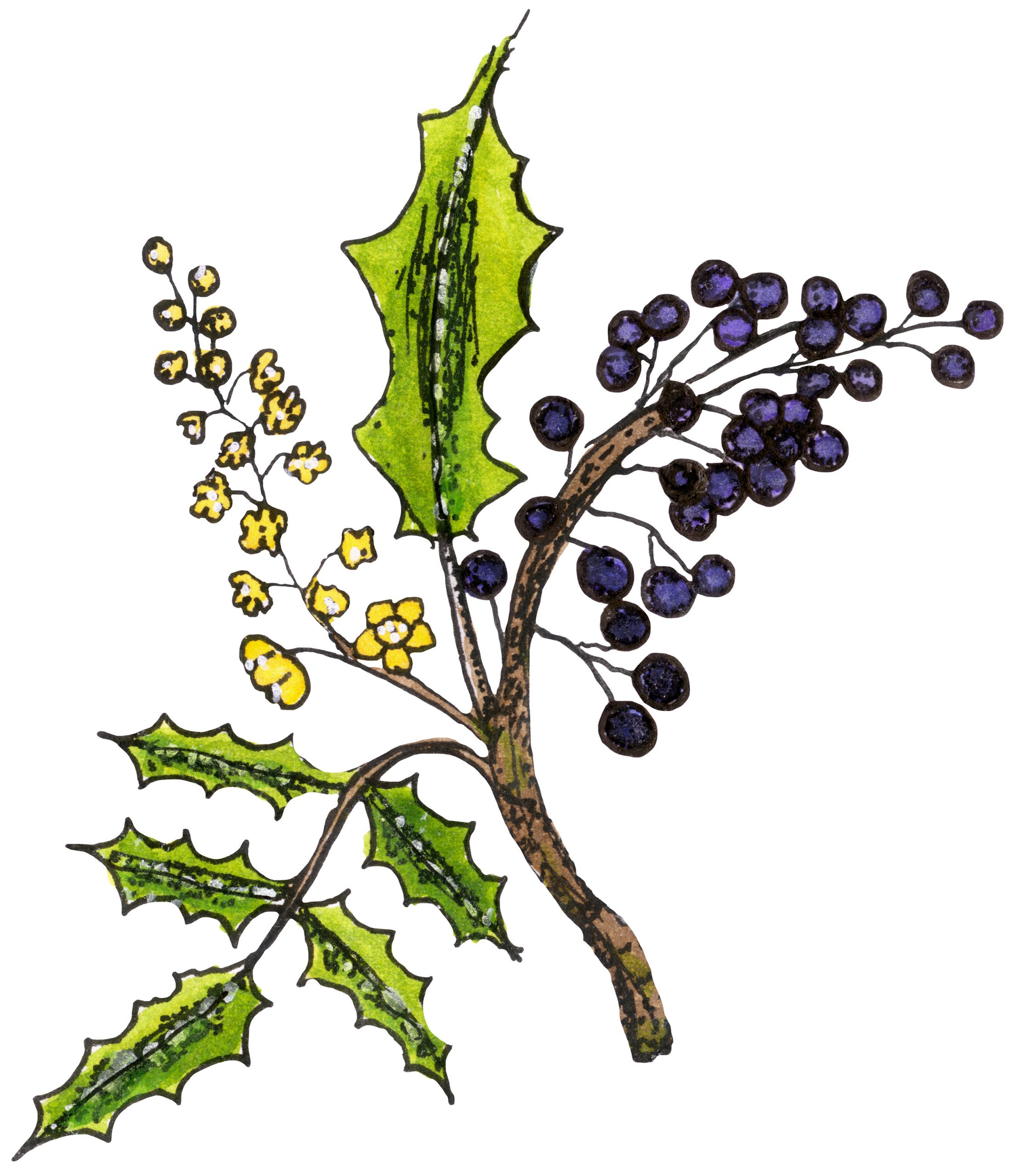 jaz_plant_illustrations_oregangrape