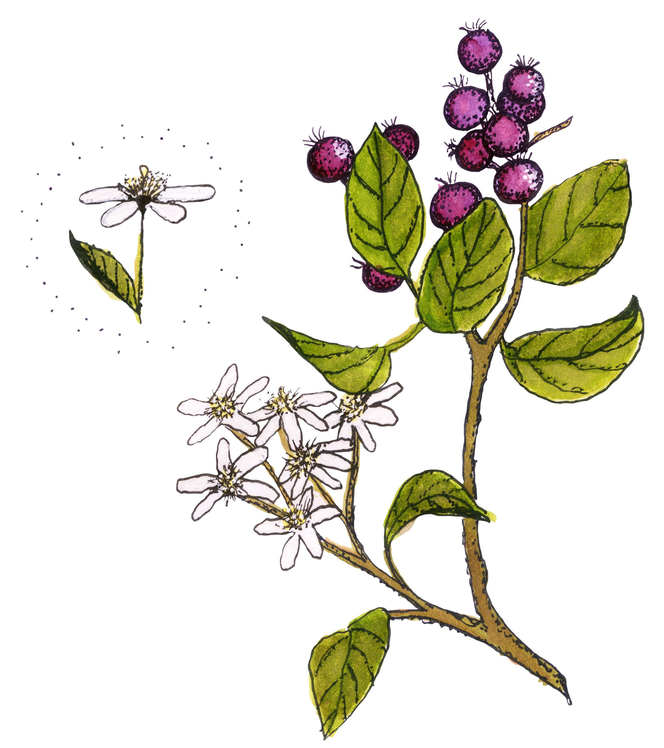 jaz_plant_illustrations_saskatoonberries