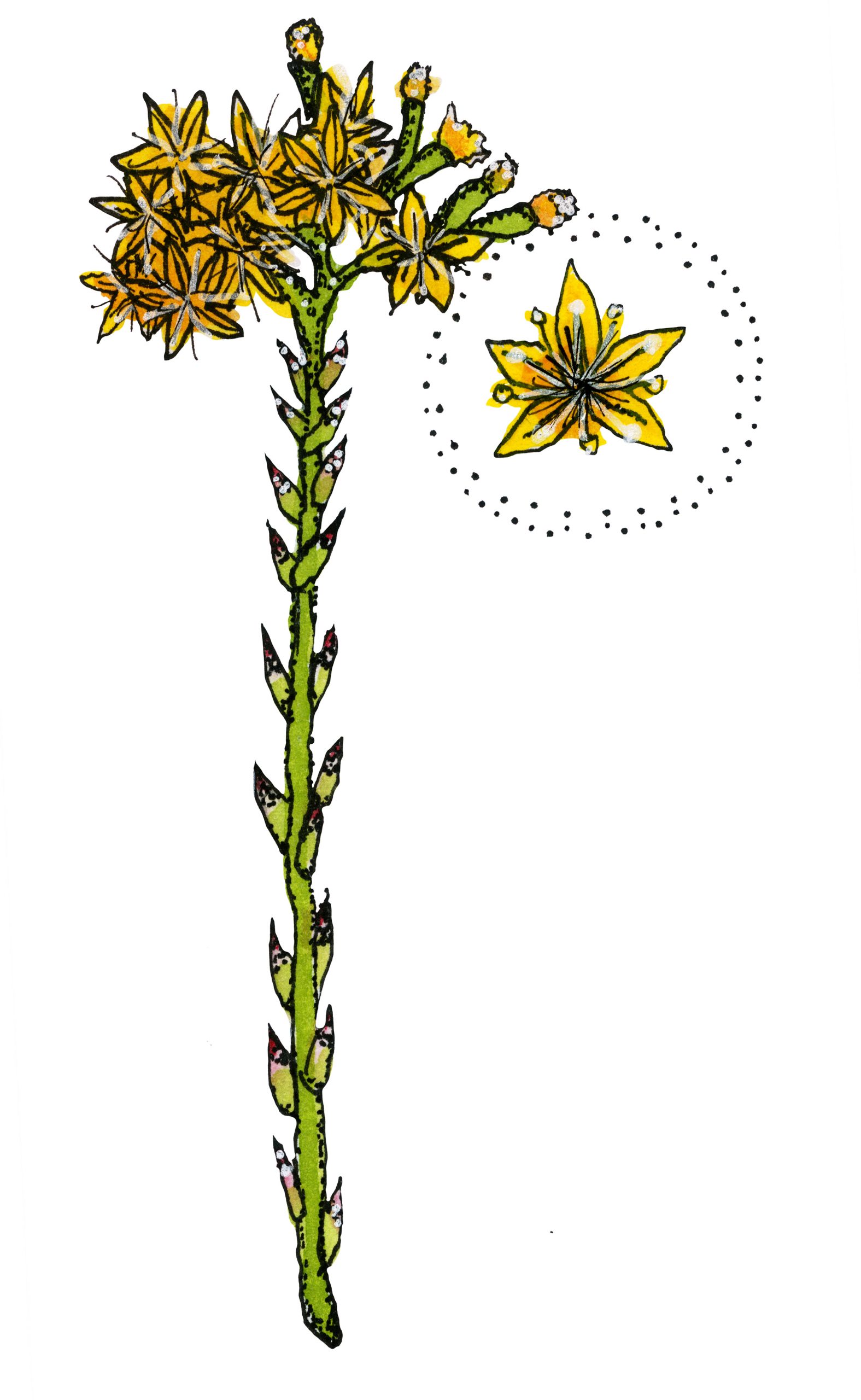 jaz_plant_illustrations_stonecrop