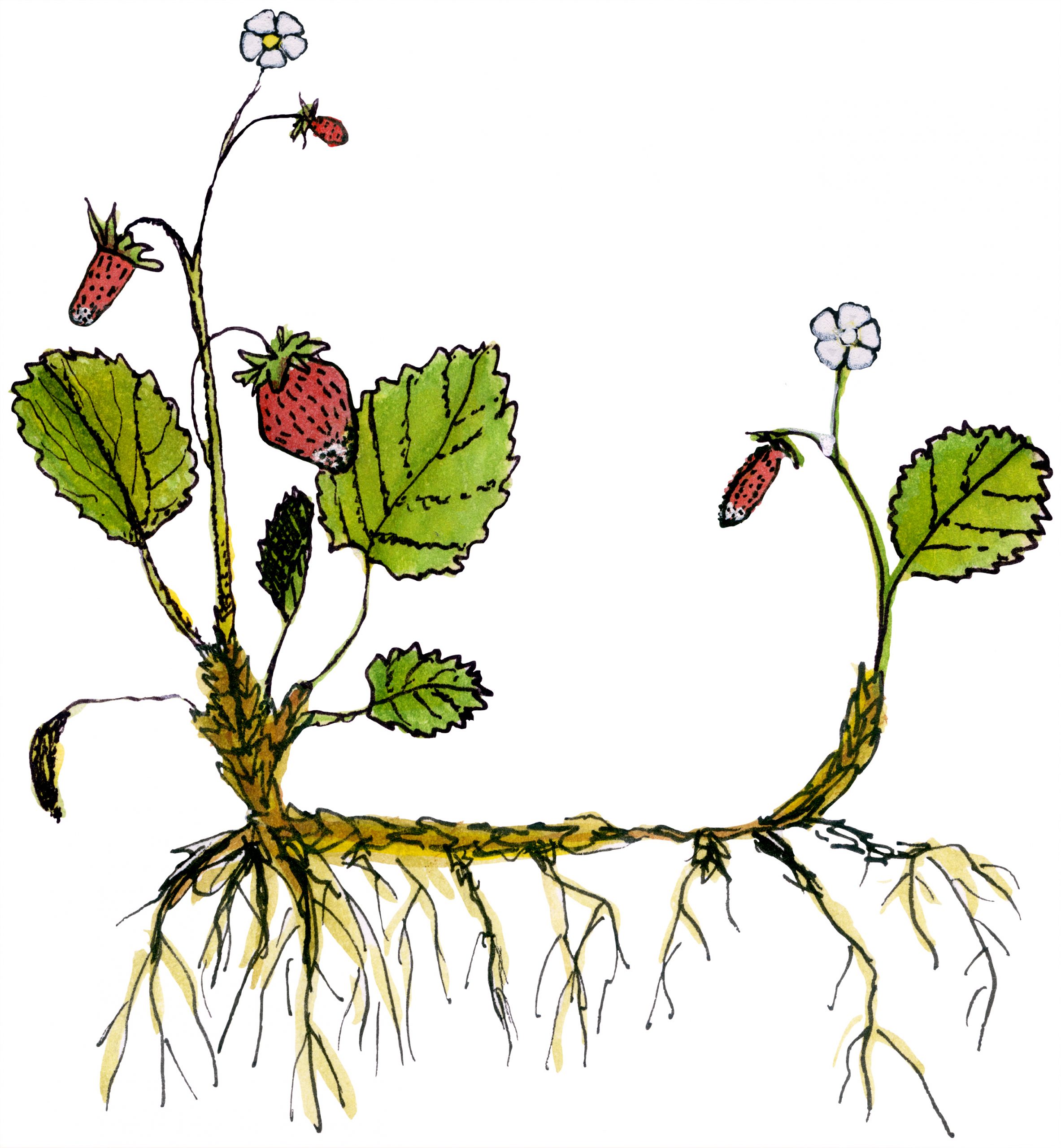 jaz_plant_illustrations_wildstrawberry