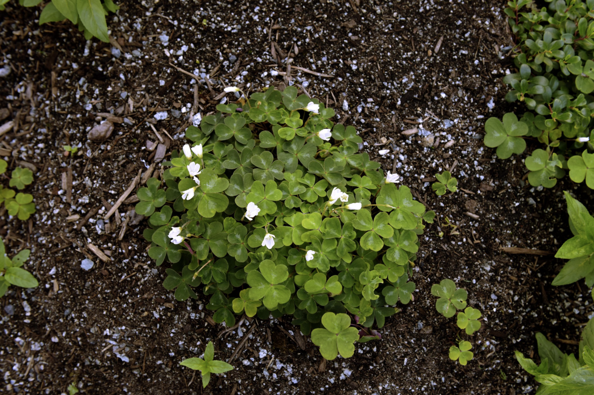 2020-06-12-x̱aws-sheway-New-Growth 新生林-07