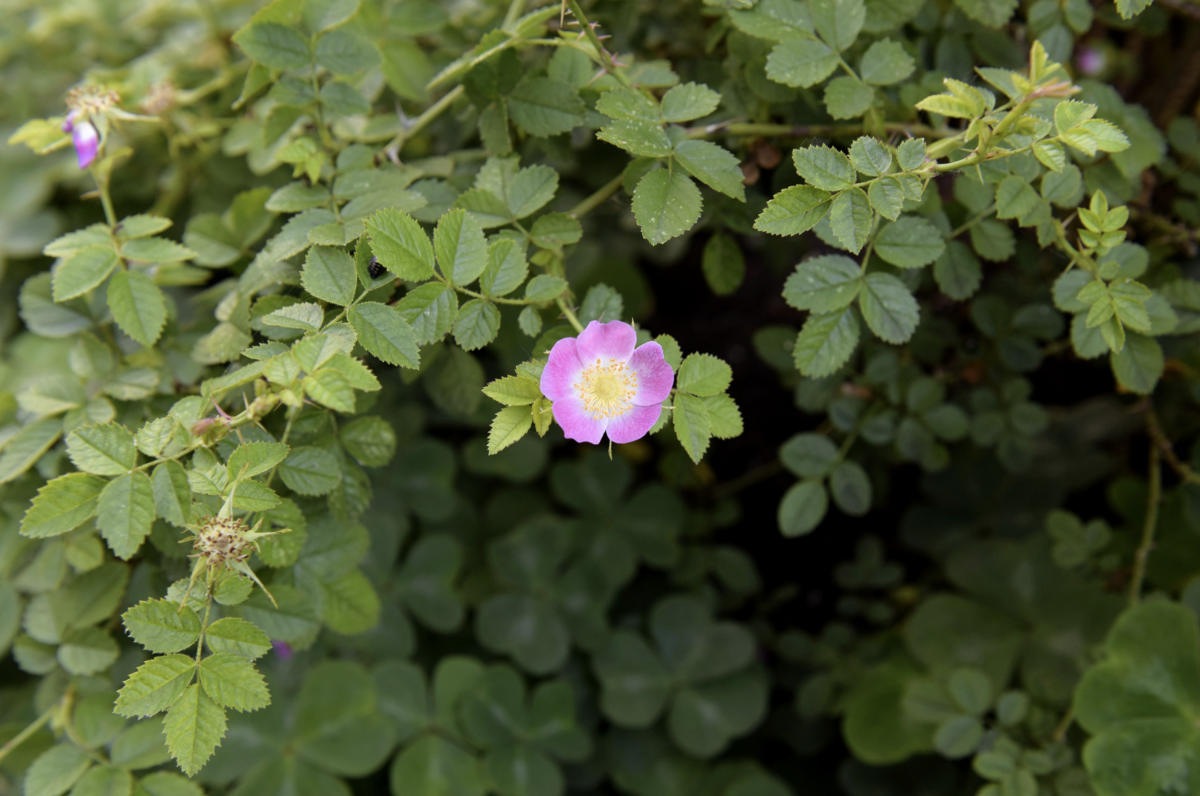 Copy-of-2020-06-12-x̱aws-shewáy̓-New-Grow新生林-02