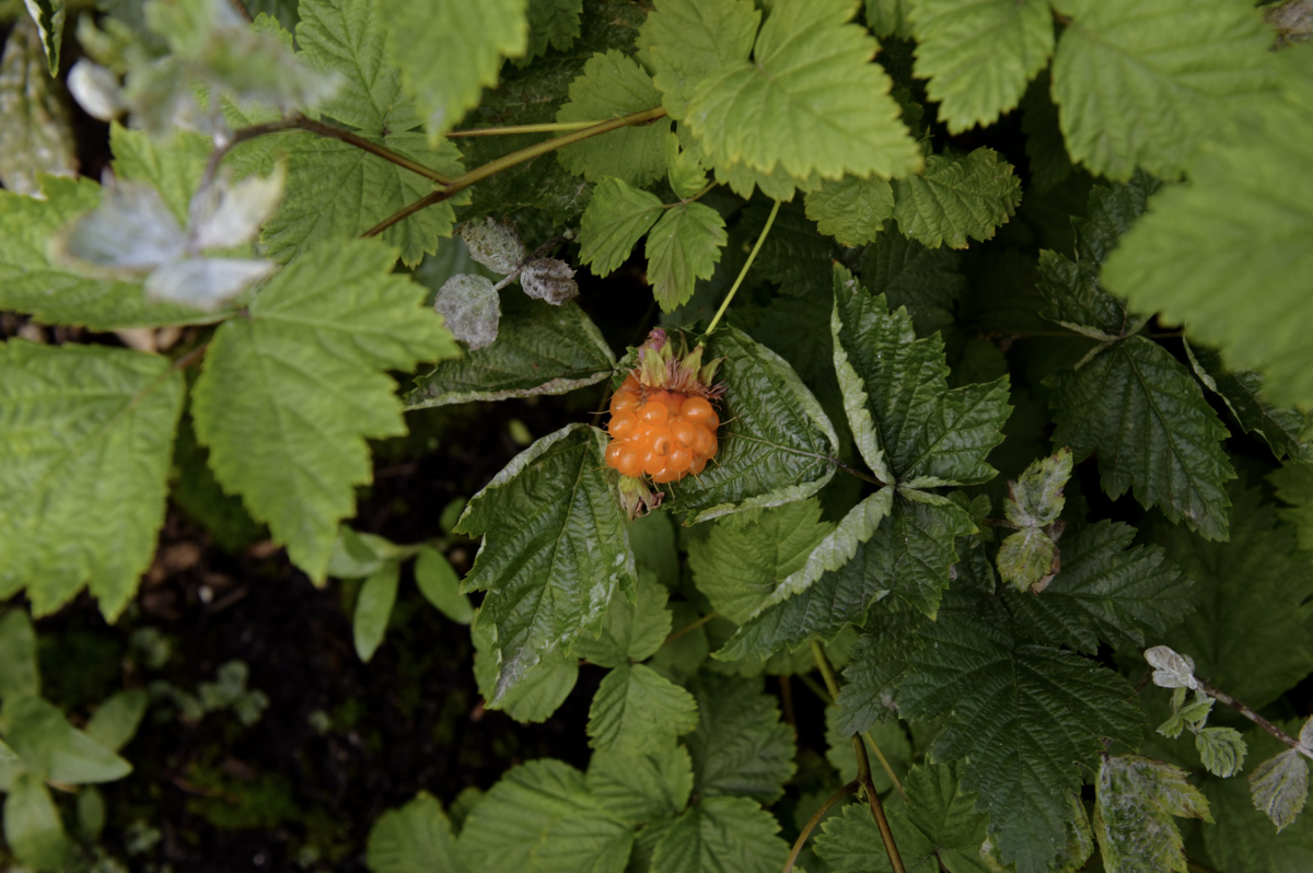 Copy-of-2020-06-12-x̱aw̓s-shew̓áy̓-New-Growth新生林-03