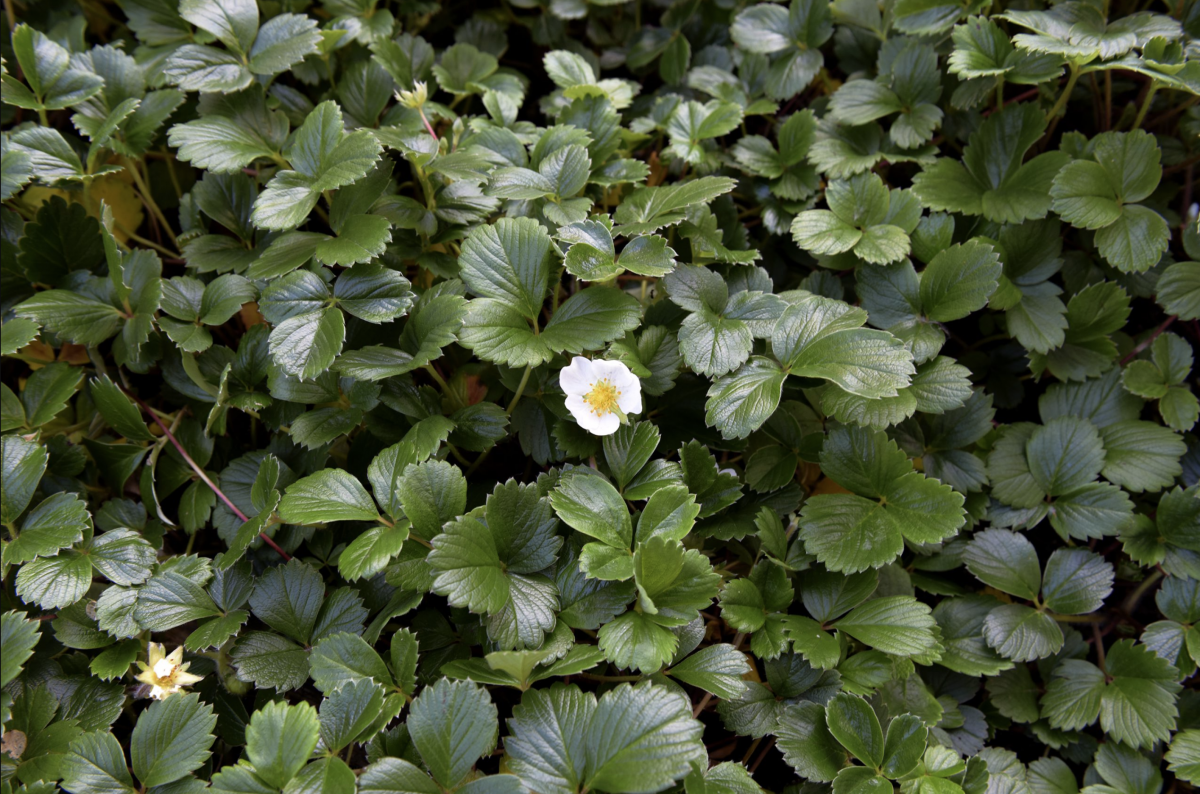 Copy-of-2020-06-12-x̱aw̓s-shew̓áy̓-New-Growth新生林-04-1