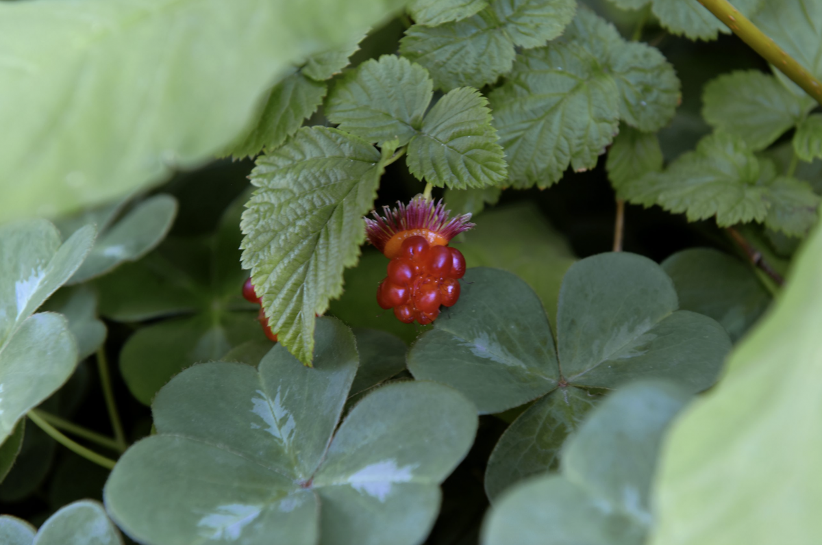 Copy-of-2020-06-12-x̱aw̓s-shew̓áy̓-New-Growth新生林-05-1