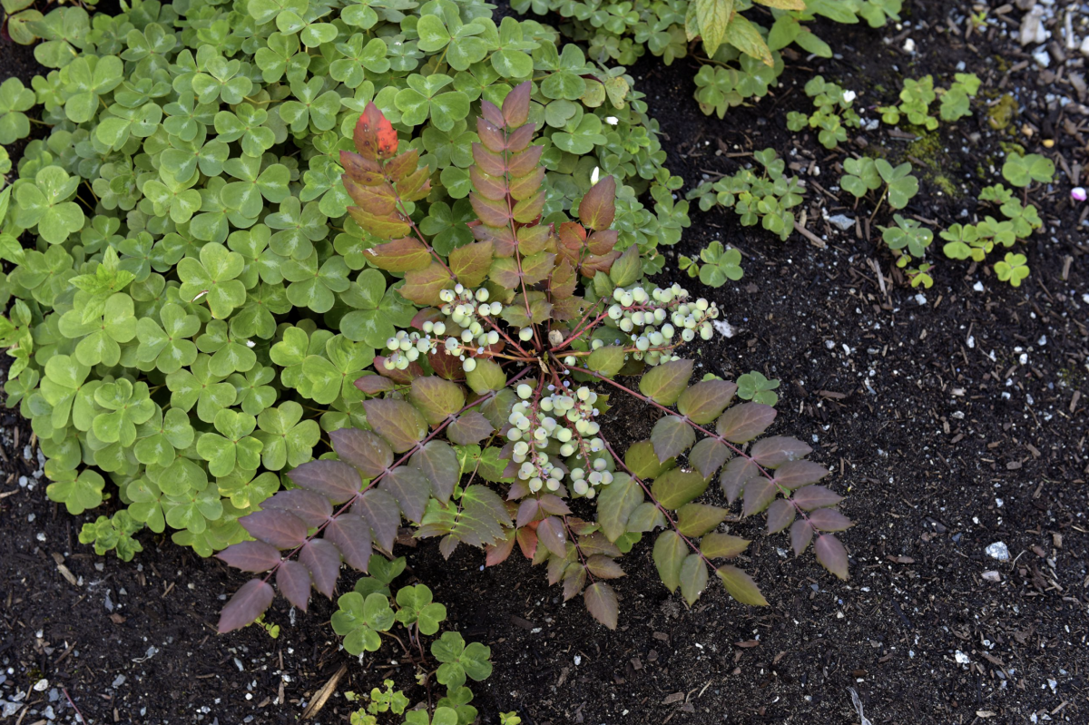 Copy-of-2020-06-12-x̱aw̓s-shew̓áy̓-New-Growth新生林-06-1