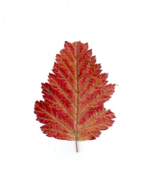 Leaf from Stanley Park (Fieldwork Session #1)